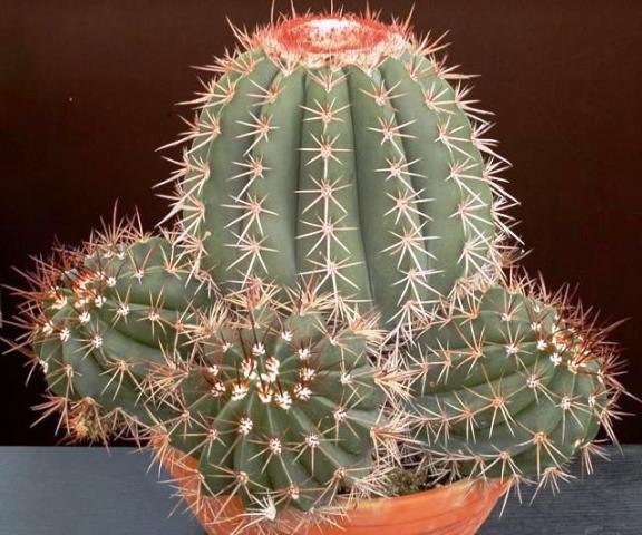 Melocactus